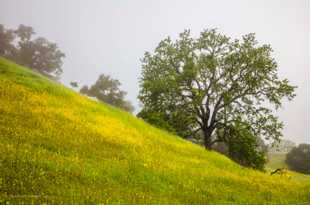 Wildflowers and Oak-0503